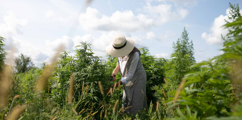 ACALA Sparkling Tea Rose